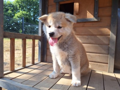 Les chiots de Akita