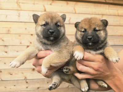 Les chiots de Shiba
