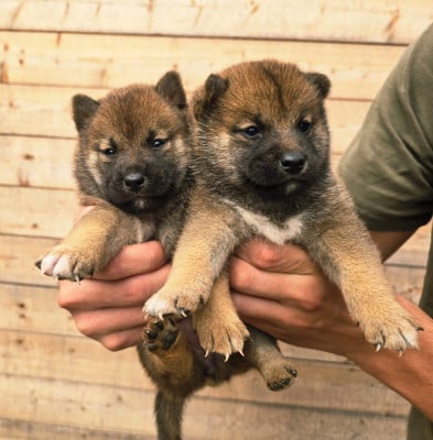 Les chiots de Shiba