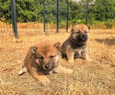 Les chiots de Shiba