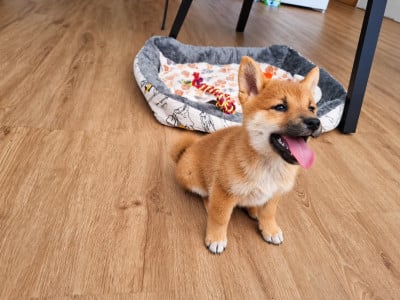 Les chiots de Shiba