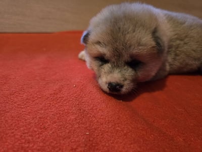 Les chiots de Akita