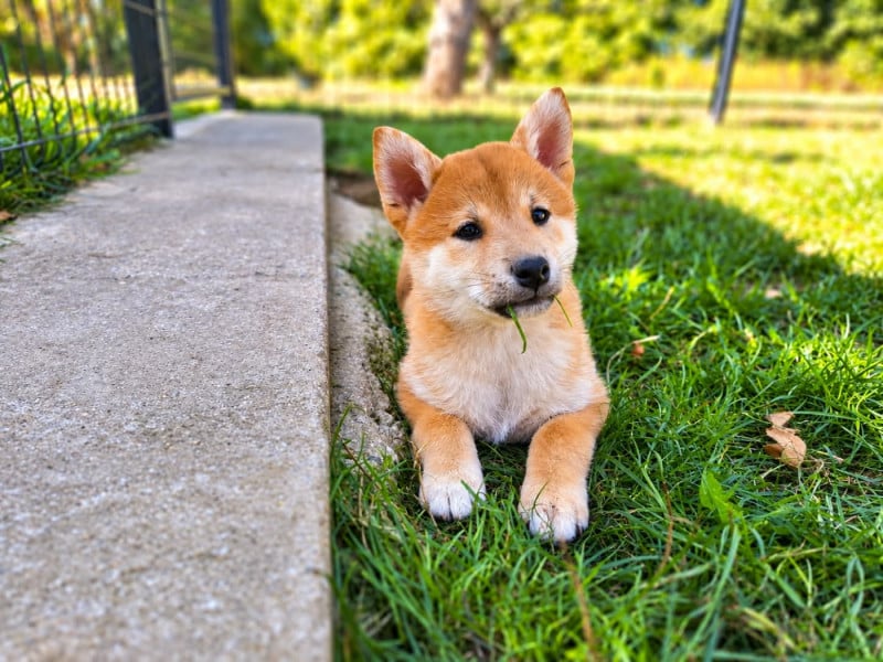 Shiba - Akai Inu