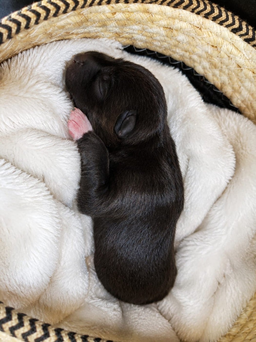 Femelle agouti noir - Siberian Husky