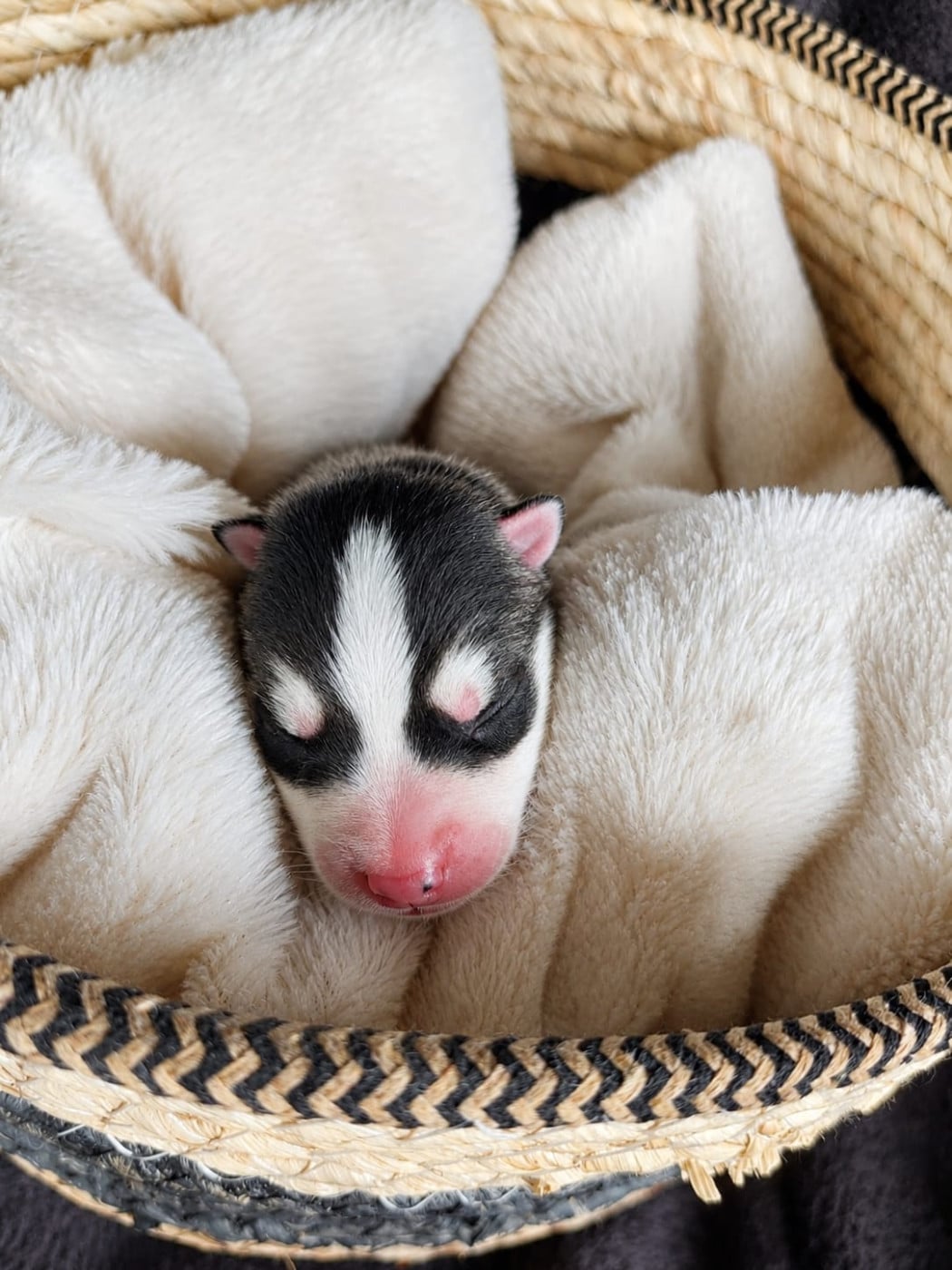 Noir et blanc liste "losange" - Siberian Husky