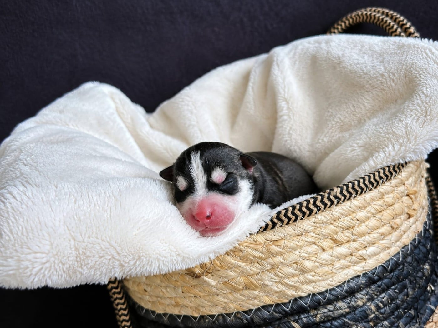 Noir et blanc liste "droite" - Siberian Husky