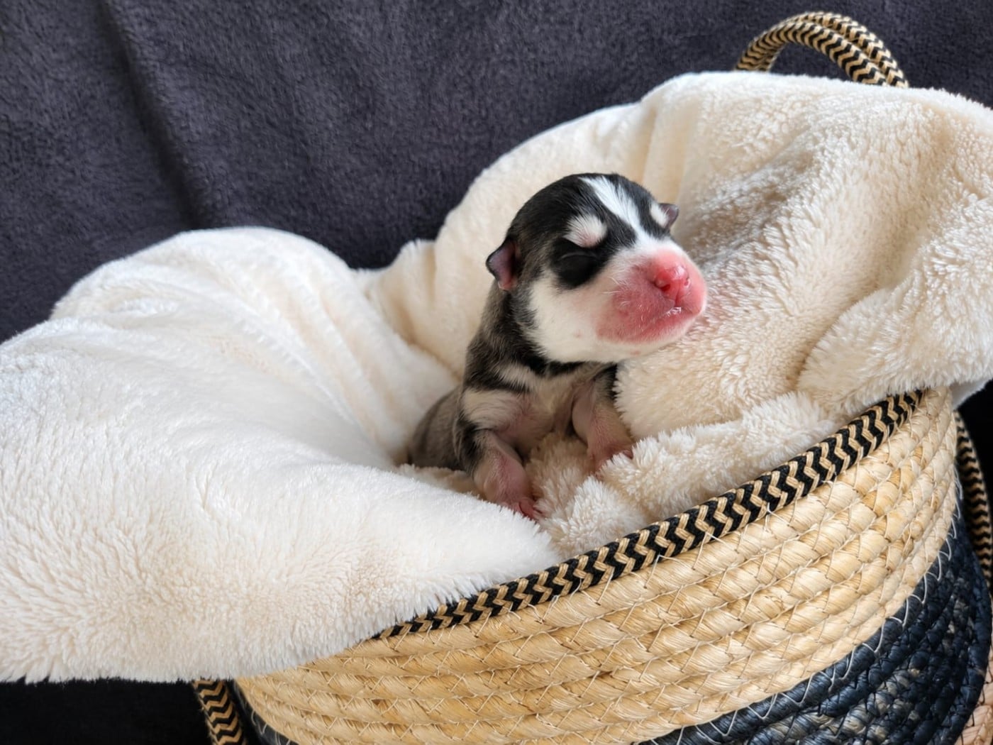Noir et blanc liste "fine au nez" - Siberian Husky