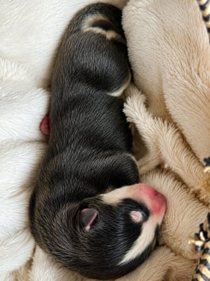 Les chiots de Siberian Husky