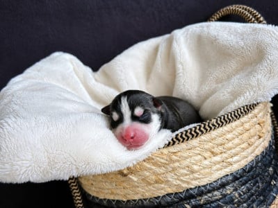 Les chiots de Siberian Husky