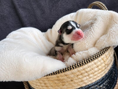 Les chiots de Siberian Husky