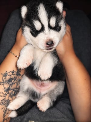 Les chiots de Siberian Husky