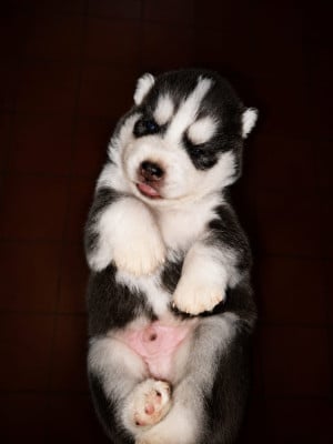 Les chiots de Siberian Husky