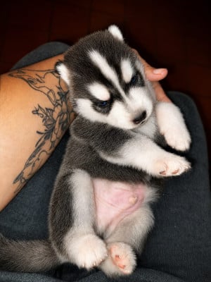 Les chiots de Siberian Husky