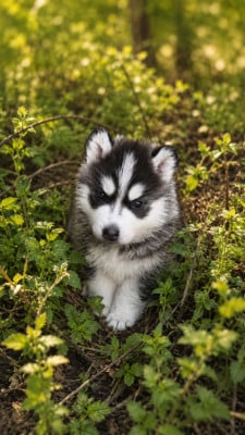 Les chiots de Siberian Husky