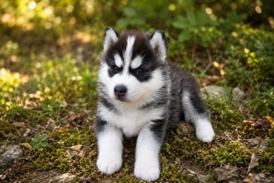 Les chiots de Siberian Husky