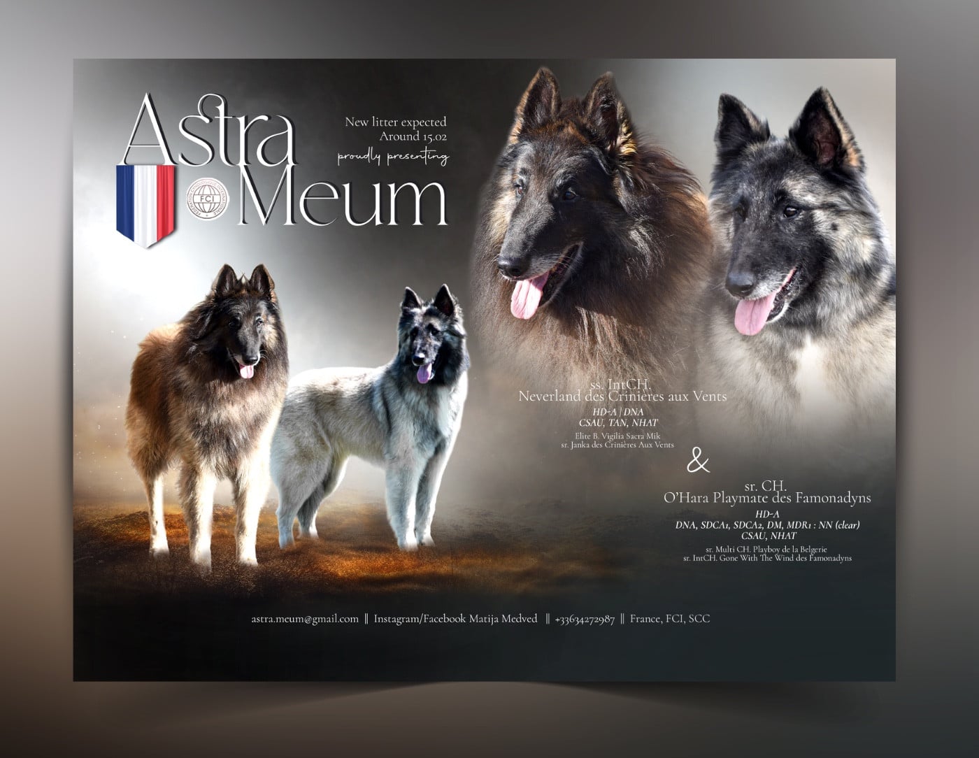 Berger Belge - Astra Meum