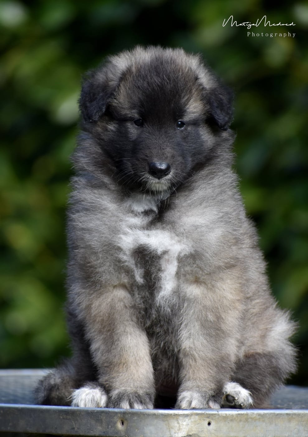 BLUEBELL - Berger Belge