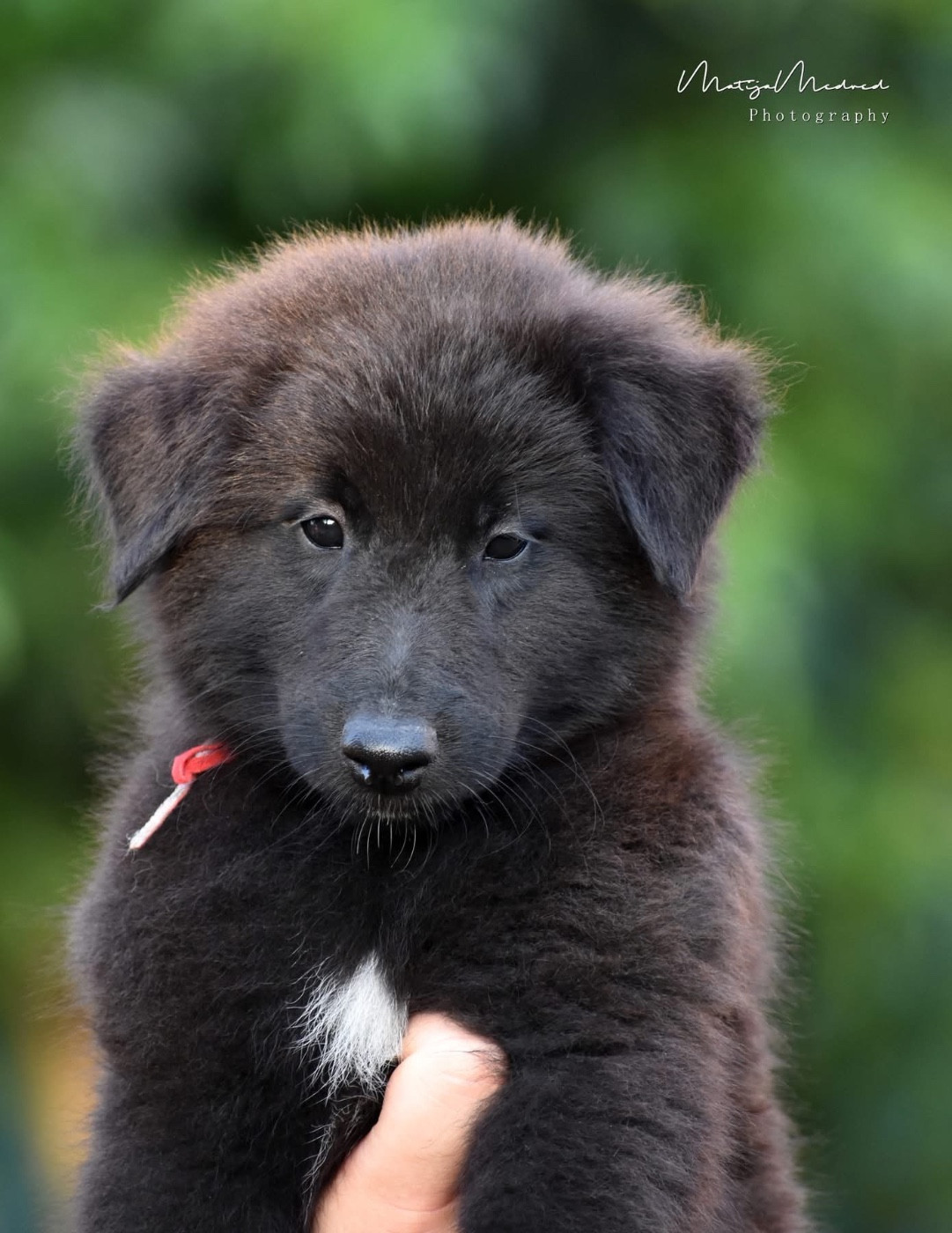 CHIOT 4 - Berger Belge