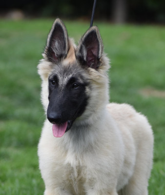 Les chiots de Berger Belge