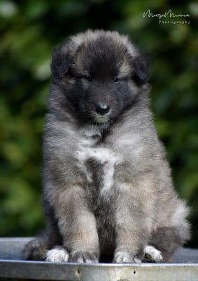 Les chiots de Berger Belge