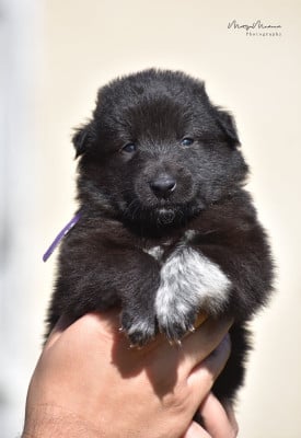 Les chiots de Berger Belge
