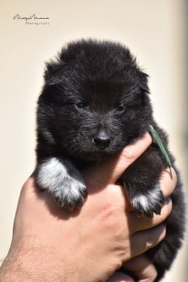 Les chiots de Berger Belge