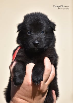 Les chiots de Berger Belge