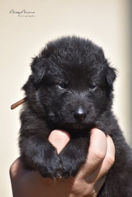 Les chiots de Berger Belge