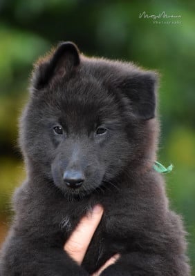 Les chiots de Berger Belge