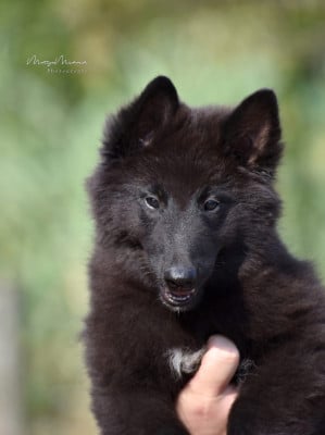 Les chiots de Berger Belge
