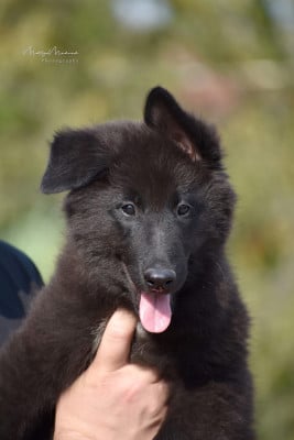 Les chiots de Berger Belge