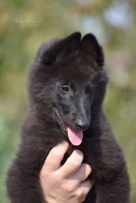 Les chiots de Berger Belge