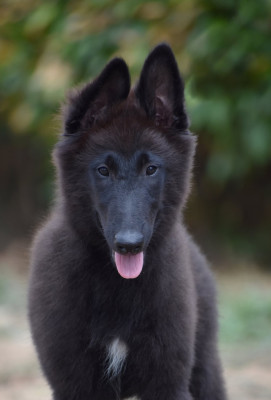 Les chiots de Berger Belge