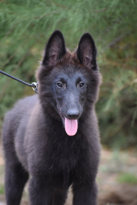 Les chiots de Berger Belge