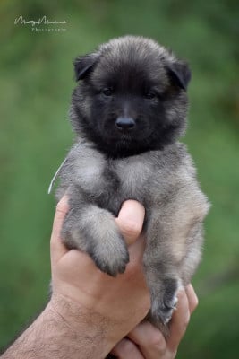 Les chiots de Berger Belge