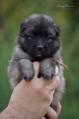 Les chiots de Berger Belge