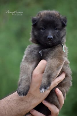 Les chiots de Berger Belge