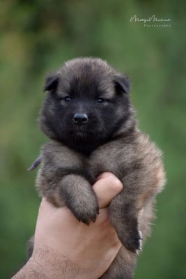 Les chiots de Berger Belge