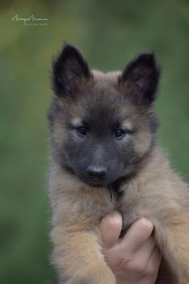 Les chiots de Berger Belge