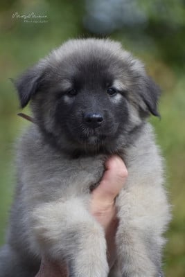 Les chiots de Berger Belge