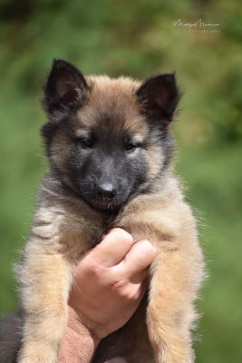 Les chiots de Berger Belge