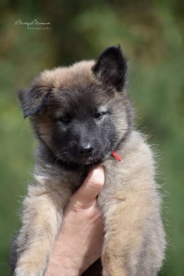 Les chiots de Berger Belge