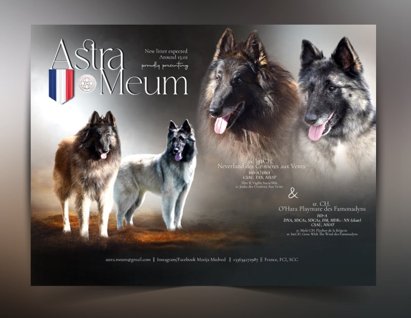 Berger Belge - Astra Meum