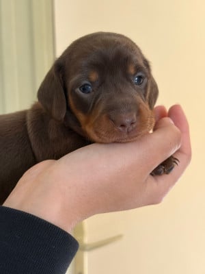 Les chiots de Teckel poil ras