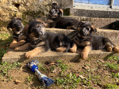Berger Allemand