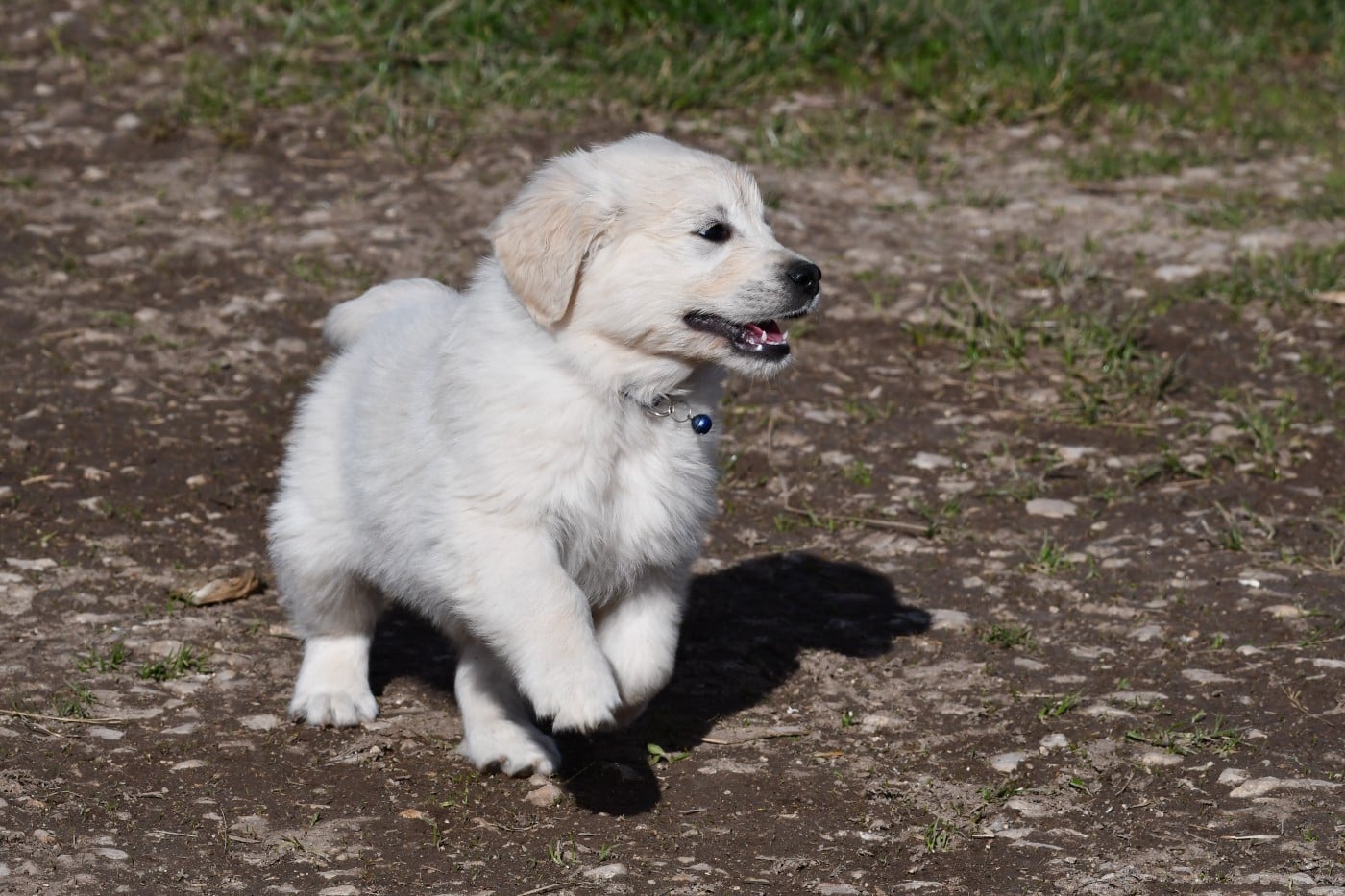 Golden Retriever - Du Saphir Blanc
