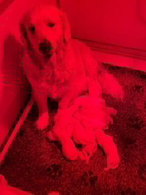 Les chiots de Golden Retriever