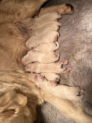 Les chiots de Golden Retriever