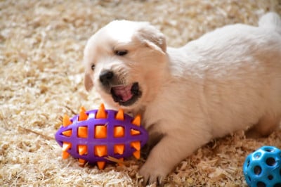 Les chiots de Golden Retriever