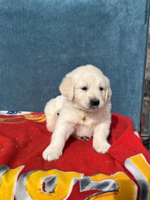 Les chiots de Golden Retriever